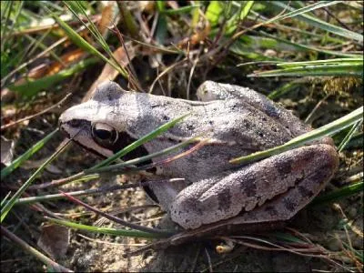 Cette grenouille est aussi appele 'grenouille pisseuse'. Elle se diffrencie des autres espces grce  ses longs membres postrieurs. C'est un grenouille des bois et des marcages. C'est :