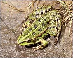 Cette espce de grenouille est souvent confondue avec la grenouille verte. Elle se rencontre principalement dans les prairies et en moyenne-montagne jusqu' 800 m d'altitude. Cette grenouille est :