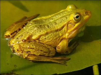 Cette grenouille est menace par la dgradation de son habitat. Elle est souvent confondue avec deux autres espces, c'est pour cette raison qu'elle est difficile  identifier. C'est :