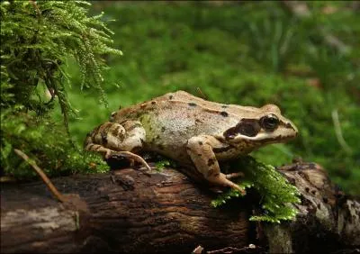 Cette grenouille est reconnaissable aux deux petites bosses qu'elle porte au bas du dos. Cette espce se rencontre du bord de la mer jusqu' 2700m d'altitude. On l'appelle :