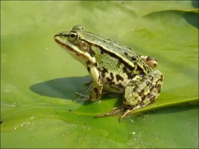 Cette grenouille est en fait une hybride de la grenouille de Lessonae et de la grenouille verte d'Amrique du Nord. Cette grenouille est la plus commune dans toute l'Europe. Comment l'appelle-t-on ?