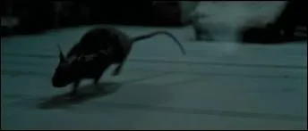 Cette personne s'est fait passer pour un rat, mais qui est-ce ?
