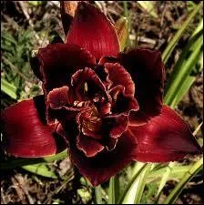 Le mot 'marengo' est d'origine... ?