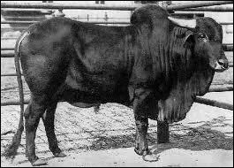 Il est originaire d'Asie, il bosse dur !