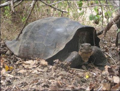La tortue des Galapagos peut peser jusqu' . .