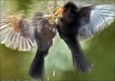 Ils se battent, mais qui sont-ils ?