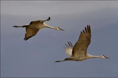 Elles peuvent tre couronnes ou cendres !