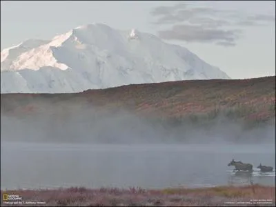 C'est le plus gros cervid du monde !