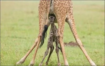 La girafe accouche ...