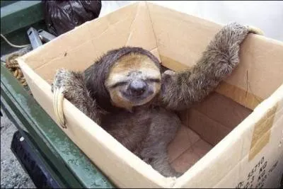 Il y a six espces de paresseux recenses, celui de cette photo est appel !