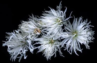 Nul besoin de connatre l'anglais pour donner le nom de cette fleur !