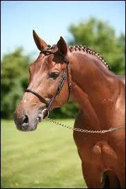 Gastronom Z est n en ... ?