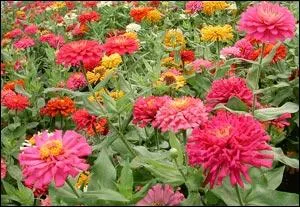 Le zinnia est une fleur annuelle trs frquente dans les jardins o elle est rpute pour ...