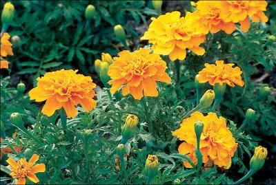 Dans quel pays europen la journe du 25 avril 1974 est-elle appele 'Rvolution des Oeillets' ?