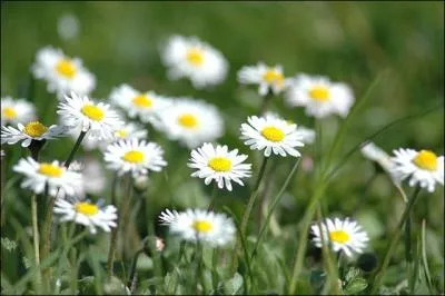 'Au ras des pquerettes' est le nom de l'album sorti en 1999, dont l'interprte est celui qui disait 20 ans plus tt 'Allo, Maman bobo'. Qui est-ce ?