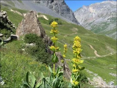 L'un des noms de cette plante des montagnes est 'quinquina'. Sous quel autre nom est-elle mieux connue ?