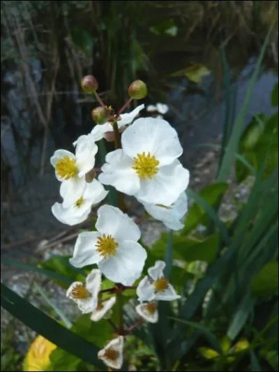 Le Sagittaire est le neuvime signe astrologique et concerne les personnes nes entre le 22 novembre et le 21 dcembre. C'est un signe de :