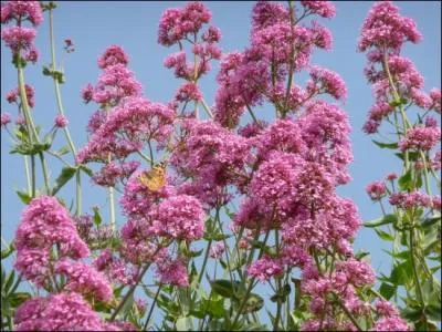La valriane fleurit de mai  aot. Elle est connue pour ses vertus apaisantes. Quel autre nom lui attribue-t-on parfois ?