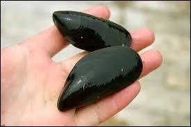 Comment est appele la moule commune ?