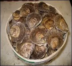 Quelles sont ces hutres plates ?