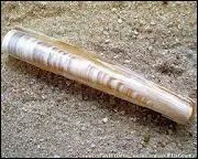 Quel est ce coquillage ?