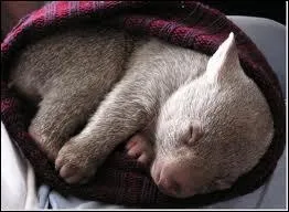 Il vit dans cet immense pays o les aborignes jouent du didjeridoo !