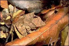 Cach dans les feuilles, il attend une proie !