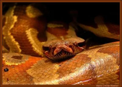 Lorsque le python est dans son trou, certains chasseurs africains le font sortir ...