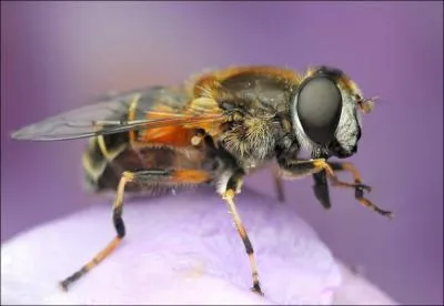 Avec quoi la mouche aspire-t-elle sa nourriture ?