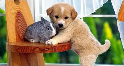 Que doit faire un lapin pour vous regarder dans les yeux ?