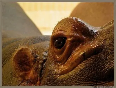 Il a le mme problme que le lapin ...