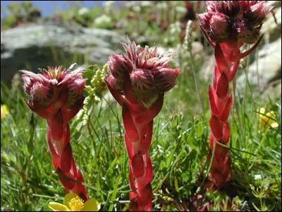 Quelle est cette fleur ?