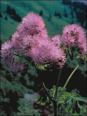 Comment se nomme cette fleur ?