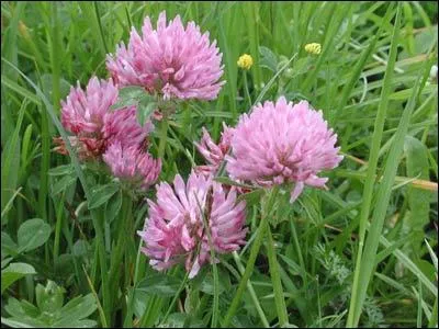 Quelles sont ces fleurs ?