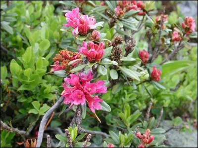 Quelle est cette fleur de montagne ?