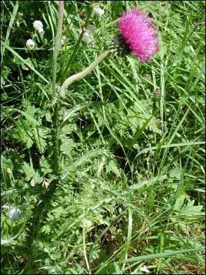 Quelle est cette fleur ?