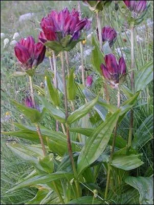 Quelles sont ces fleurs ?