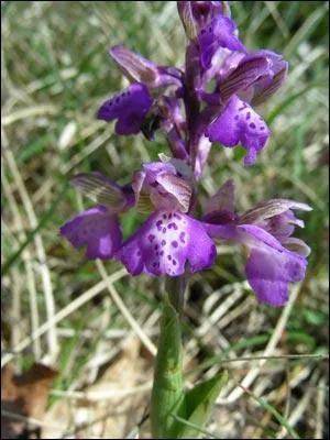 Quelle est cette fleur ?