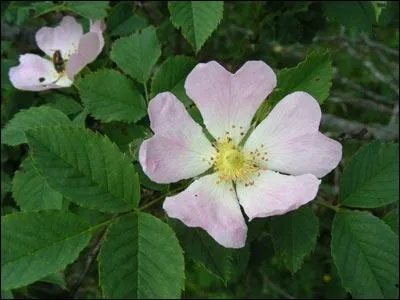 Quelle est cette fleur nomme rosier des chiens ?