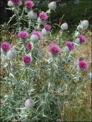 Quelles sont ces fleurs ?