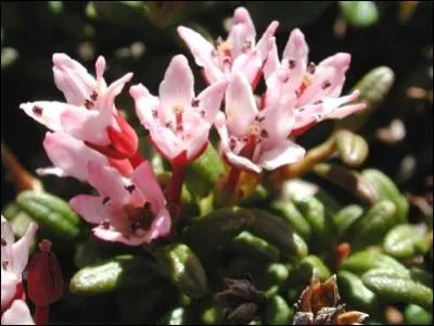 Quelle est cette fleur ?