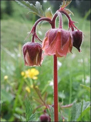 Comment se nomme cette fleur ?