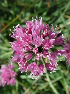 Reconnaissez-vous cette fleur sauvage ?