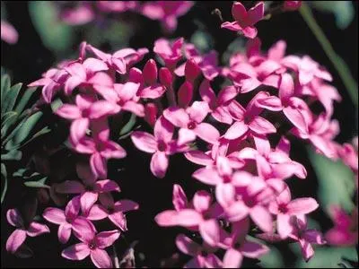 Cette fleur est aussi un joli prnom :