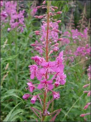 Quelle est cette fleur qui orne les montagnes au mois d'aut ?