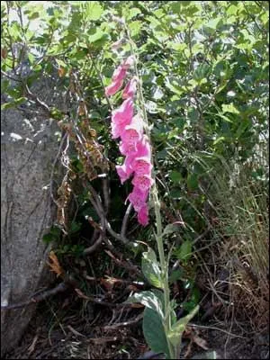 Quelle est cette fleur ?