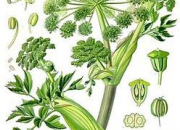 Quiz Herbes et aromates de cuisine