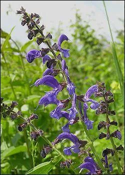 Son got est puissant, lgrement amer et camphr. Quelle plante se marie bien avec le porc ?