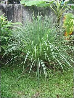 Au nord du Maroc, qu'utilise-t-on pour aromatiser le th  la menthe ?