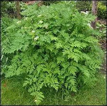 Quelle plante ressemble au persil et prsente un risque de confusion avec la petite cige ?